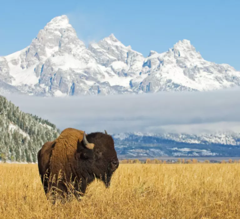 Bison in a field in front of Wyoming mountains.